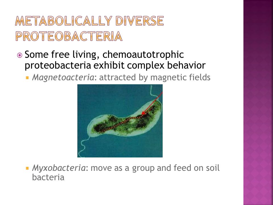  Some free living, chemoautotrophic proteobacteria exhibit complex behavior  Magnetoacteria: attracted by magnetic fields  Myxobacteria: move as a group and feed on soil bacteria