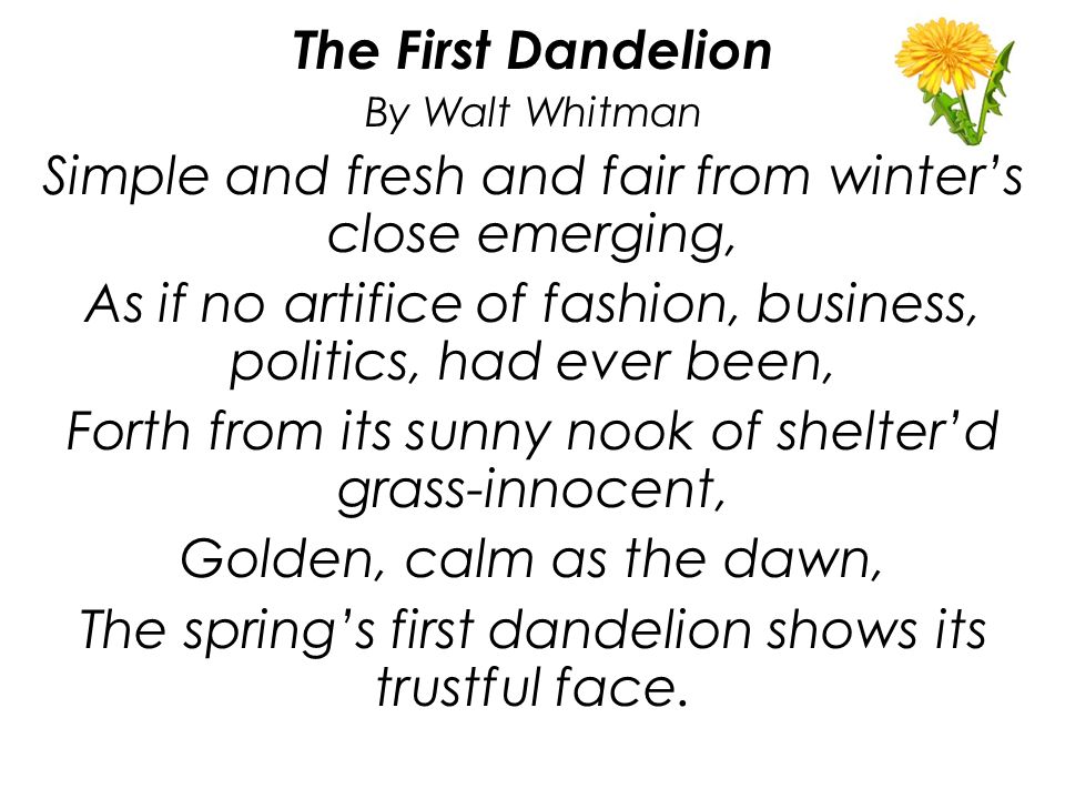 The First Dandelion By Walt Whitman Simple and fresh and fair from winter’s close emerging, As if no artifice of fashion, business, politics, had ever been, Forth from its sunny nook of shelter’d grass-innocent, Golden, calm as the dawn, The spring’s first dandelion shows its trustful face.
