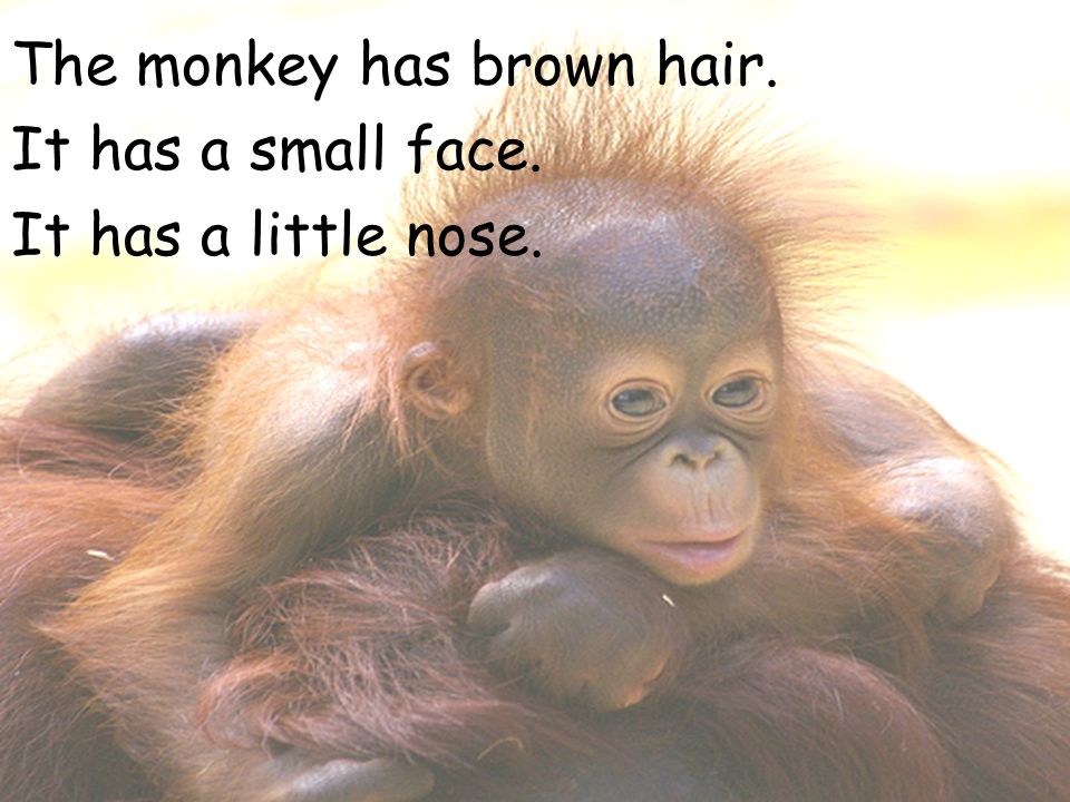 The monkey has brown hair. It has a small face. It has a little nose.