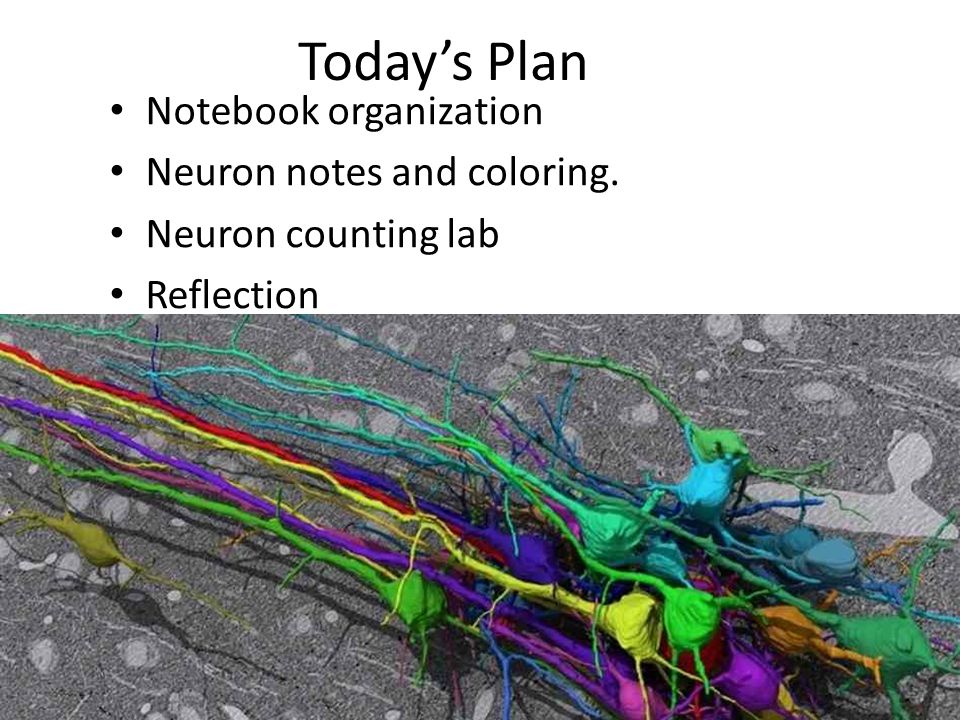 Today’s Plan Notebook organization Neuron notes and coloring. Neuron counting lab Reflection