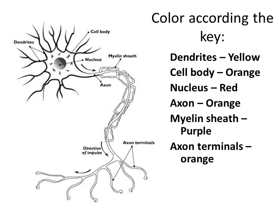 Color according the key: Dendrites – Yellow Cell body – Orange Nucleus – Red Axon – Orange Myelin sheath – Purple Axon terminals – orange