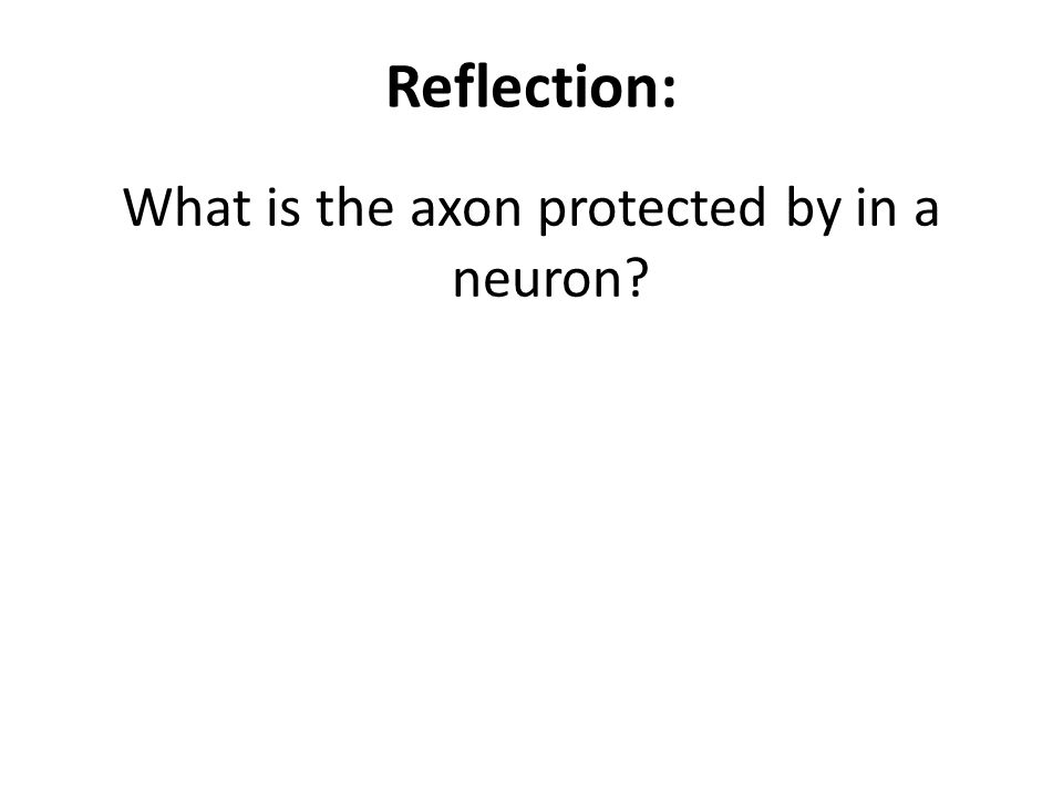 Reflection: What is the axon protected by in a neuron