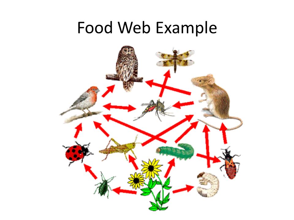alpine food web