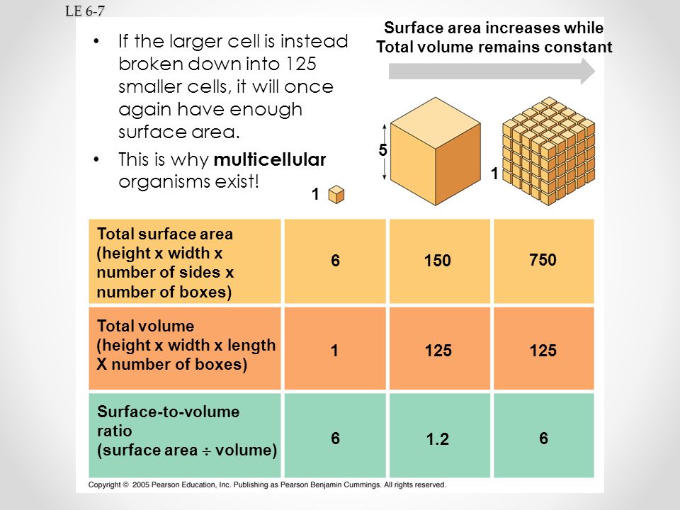 LE 6-7 Total surface area (height x width x number of sides x number of boxes) Total volume (height x width x length X number of boxes) Surface-to-volume ratio (surface area  volume) Surface area increases while Total volume remains constant If the larger cell is instead broken down into 125 smaller cells, it will once again have enough surface area.