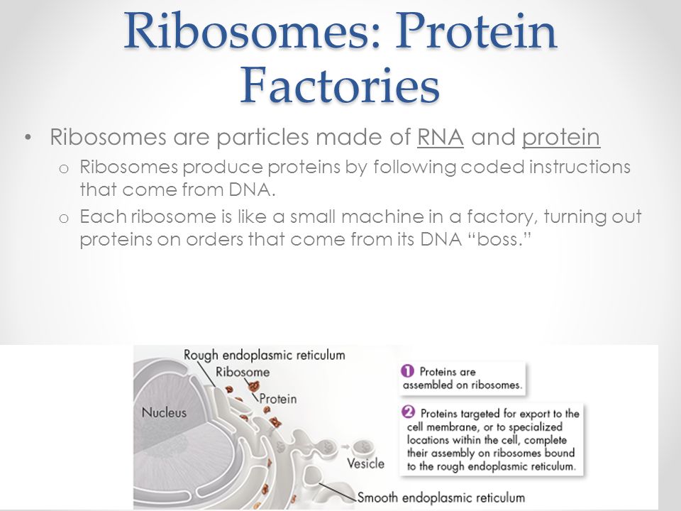 Ribosomes: Protein Factories Ribosomes are particles made of RNA and protein o Ribosomes produce proteins by following coded instructions that come from DNA.