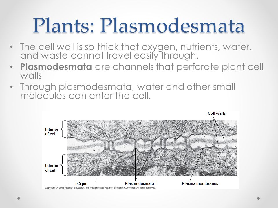 Plants: Plasmodesmata The cell wall is so thick that oxygen, nutrients, water, and waste cannot travel easily through.