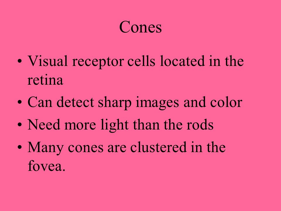 Cones Visual receptor cells located in the retina Can detect sharp images and color Need more light than the rods Many cones are clustered in the fovea.