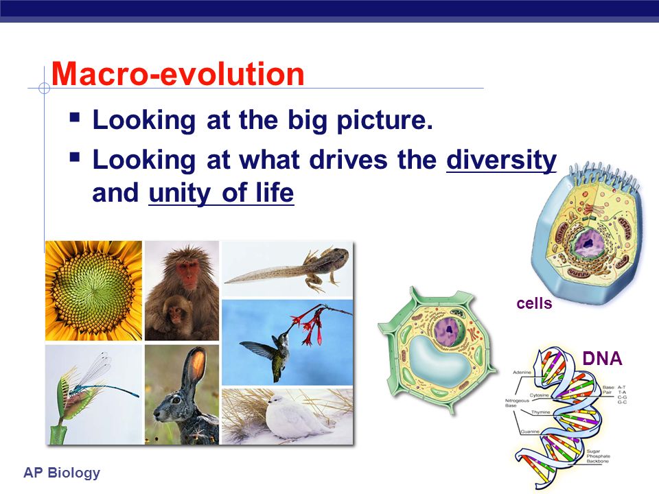 AP Biology Chapter 19: MacroEvolution and the Evidence