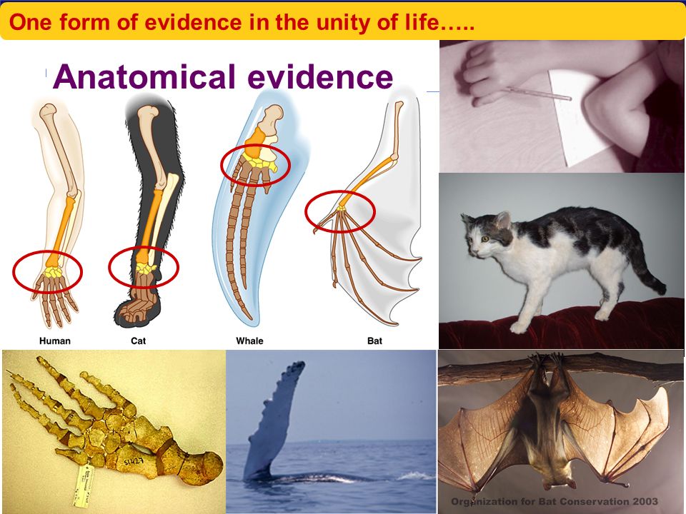 AP Biology Macro-evolution  Looking at the big picture.