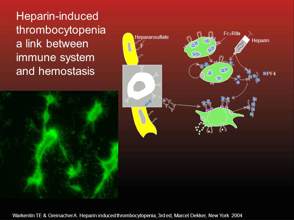 Lys + Arg Heparin-induced thrombocytopenia a link between immune system and hemostasis Fc  RIIa Heparansulfate PF4 Heparin B-L Warkentin TE & Greinacher A.