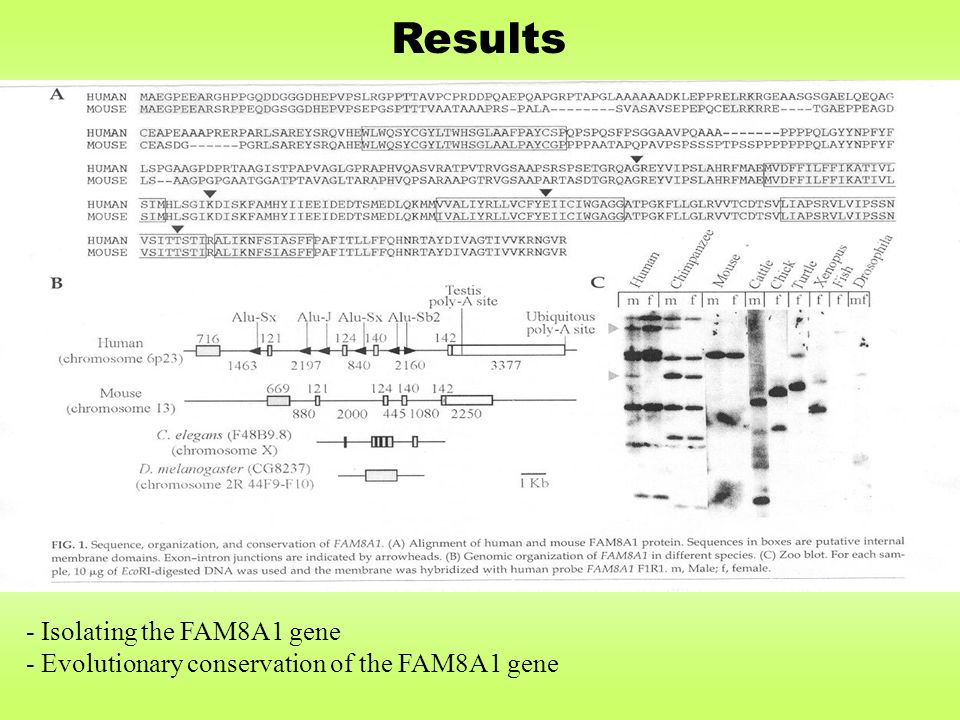 - Isolating the FAM8A1 gene - Evolutionary conservation of the FAM8A1 gene Results