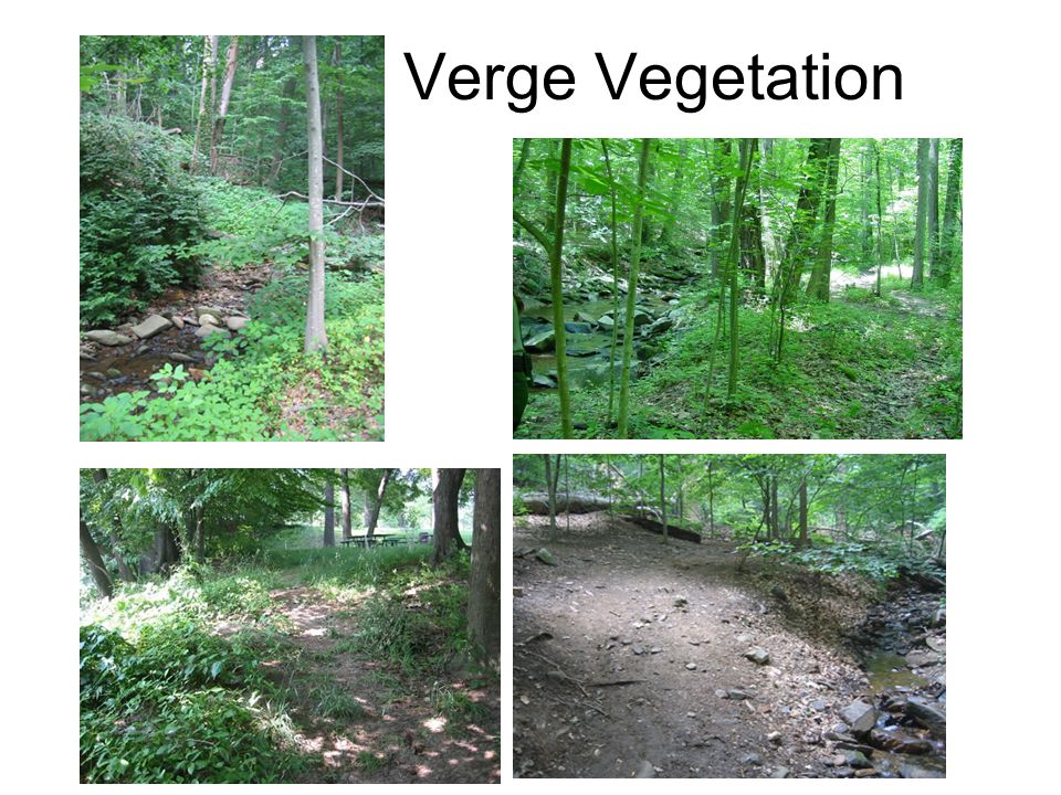 Verge Vegetation
