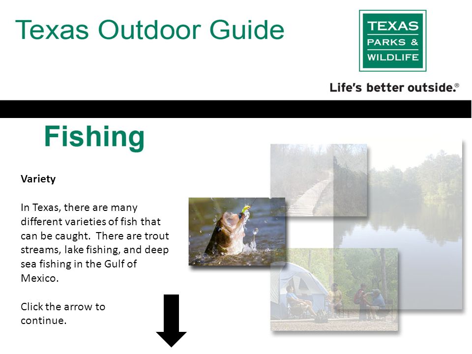 Texas Gulf Coast Fish Identification Chart