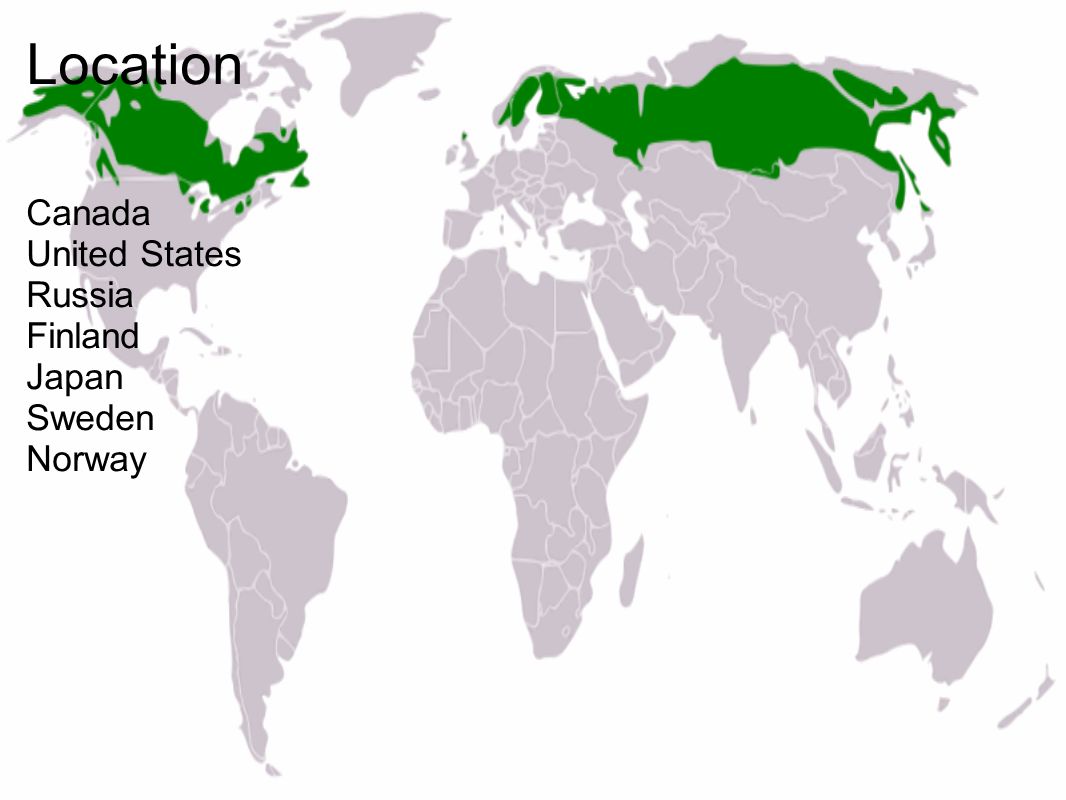 Страны зоны тайги. Географическое положение тайги на карте. Расположение тайги в Евразии. Географическое положение тайги в России на карте.