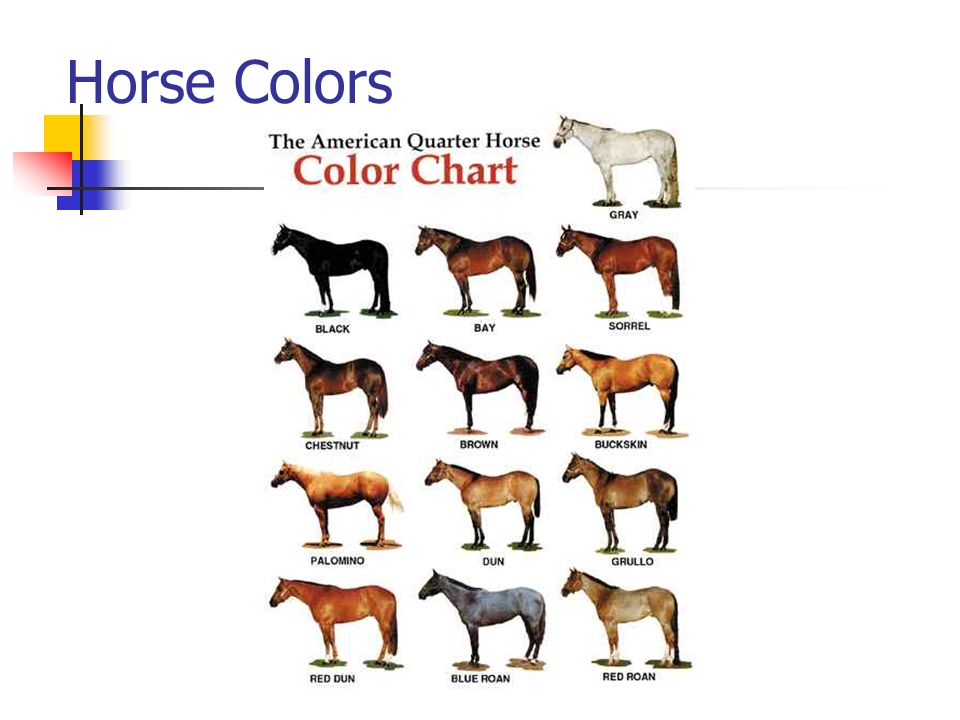 Tennessee Walking Horse Color Chart