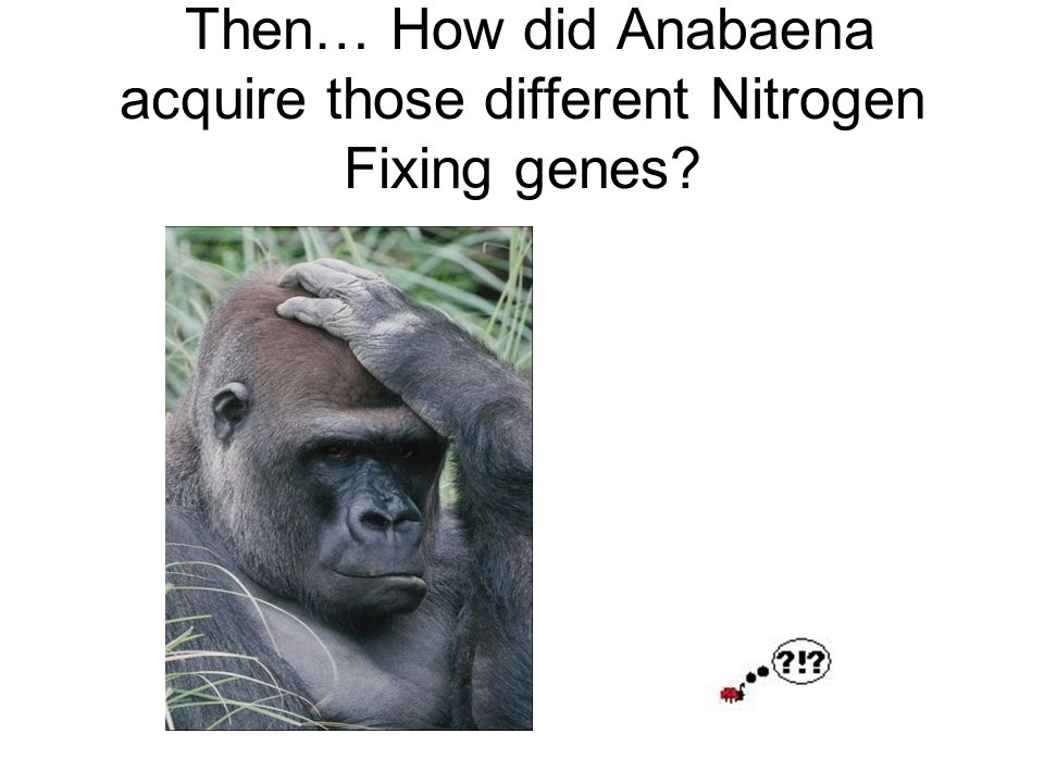Then… How did Anabaena acquire those different Nitrogen Fixing genes