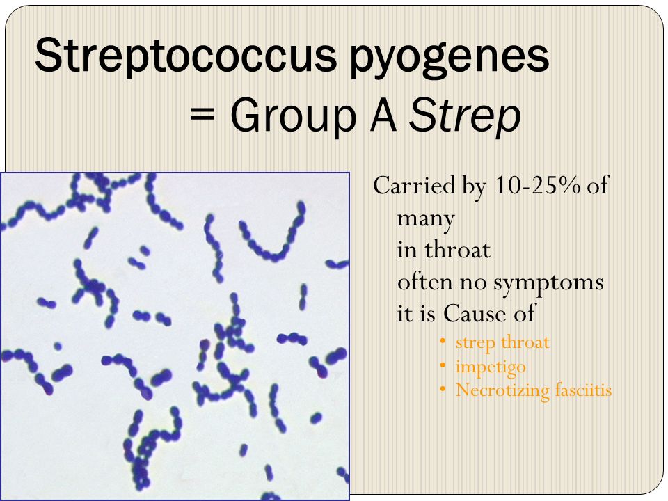 Streptococcus pyogenes = Group A Strep Carried by 10-25% of many in throat ...