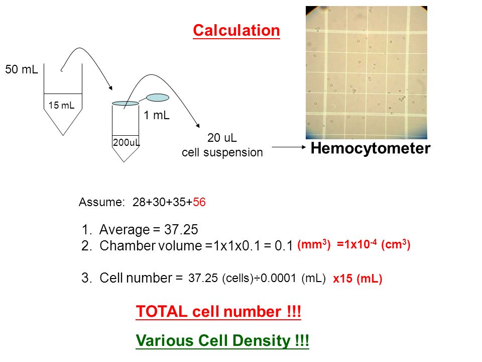 Chapter 21 Quantitation Cell Counting Technique 1.Hemocytometer  2.Electronic Cell Counter. - ppt download