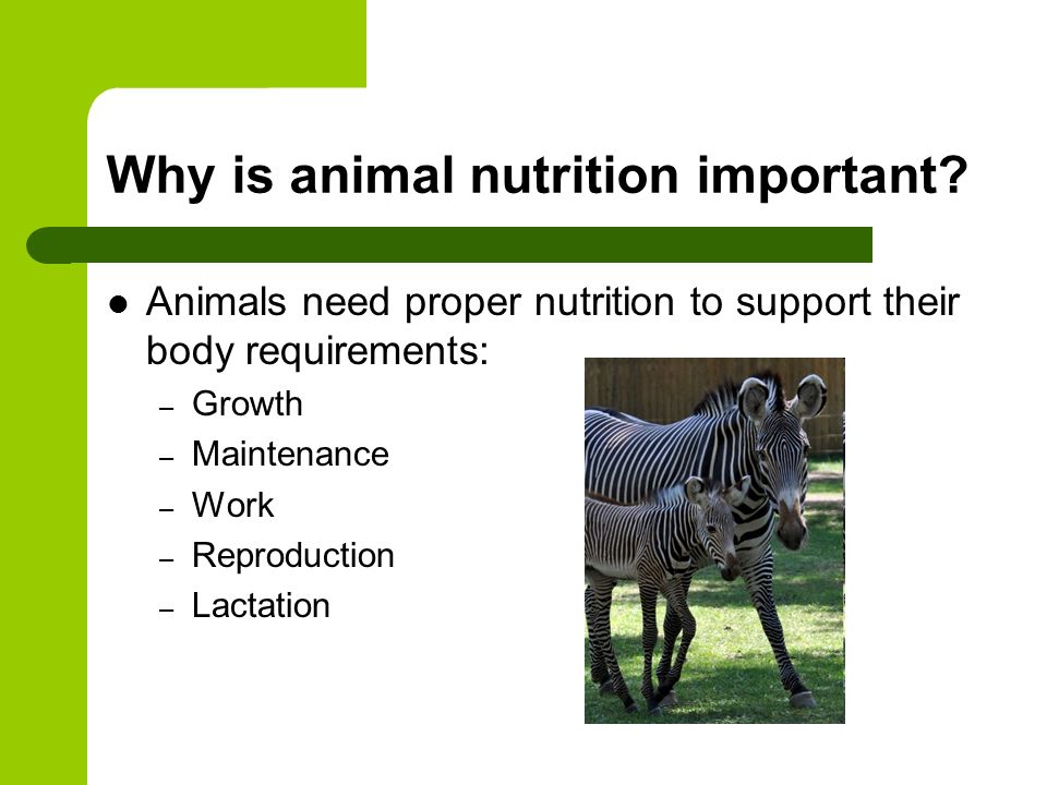 Animal Nutrition. What is animal nutrition? The dietary needs of  domesticated and captive wild animals. - ppt download