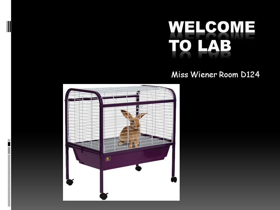 Miss Wiener Room D124