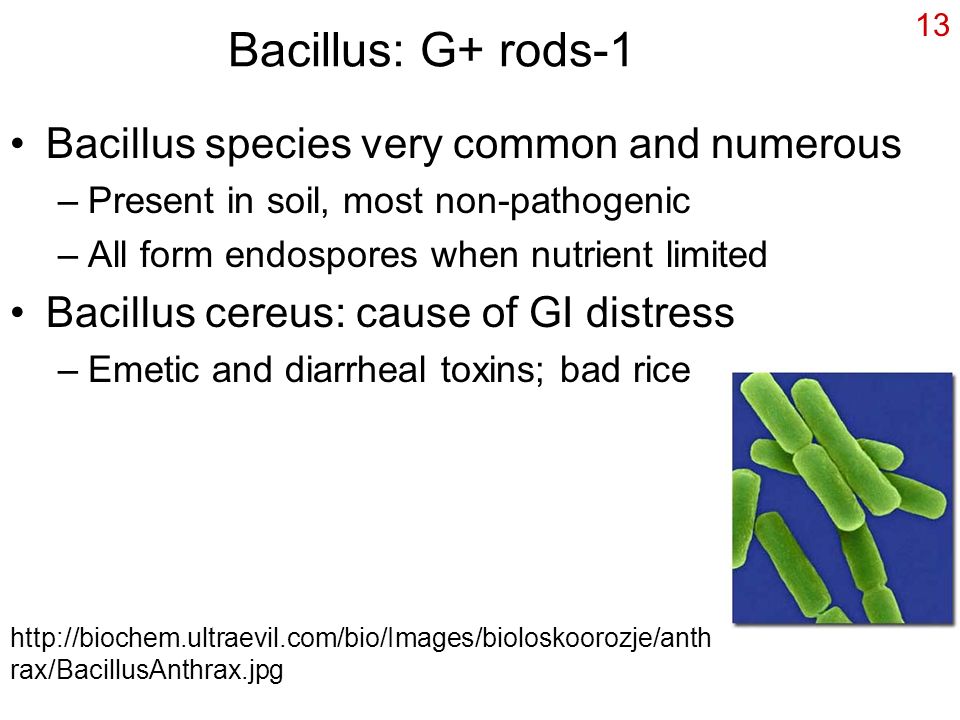 13 Bacillus: G+ rods-1 Bacillus species very common and numerous –Present in soil, most non-pathogenic –All form endospores when nutrient limited Bacillus cereus: cause of GI distress –Emetic and diarrheal toxins; bad rice   rax/BacillusAnthrax.jpg
