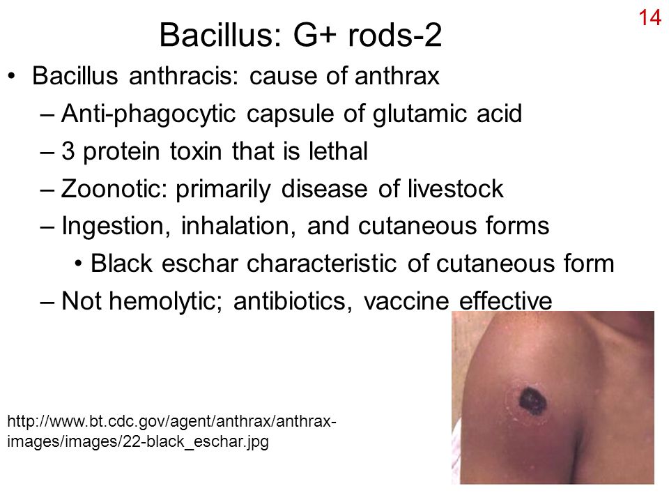 14 Bacillus: G+ rods-2 Bacillus anthracis: cause of anthrax –Anti-phagocytic capsule of glutamic acid –3 protein toxin that is lethal –Zoonotic: primarily disease of livestock –Ingestion, inhalation, and cutaneous forms Black eschar characteristic of cutaneous form –Not hemolytic; antibiotics, vaccine effective   images/images/22-black_eschar.jpg