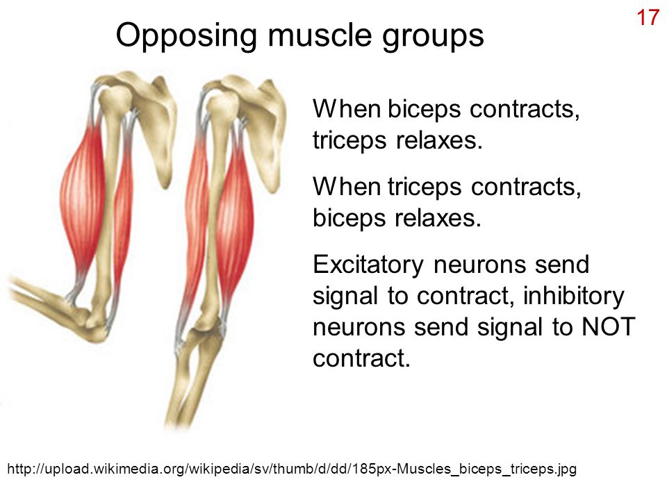 17 Opposing muscle groups   When biceps contracts, triceps relaxes.