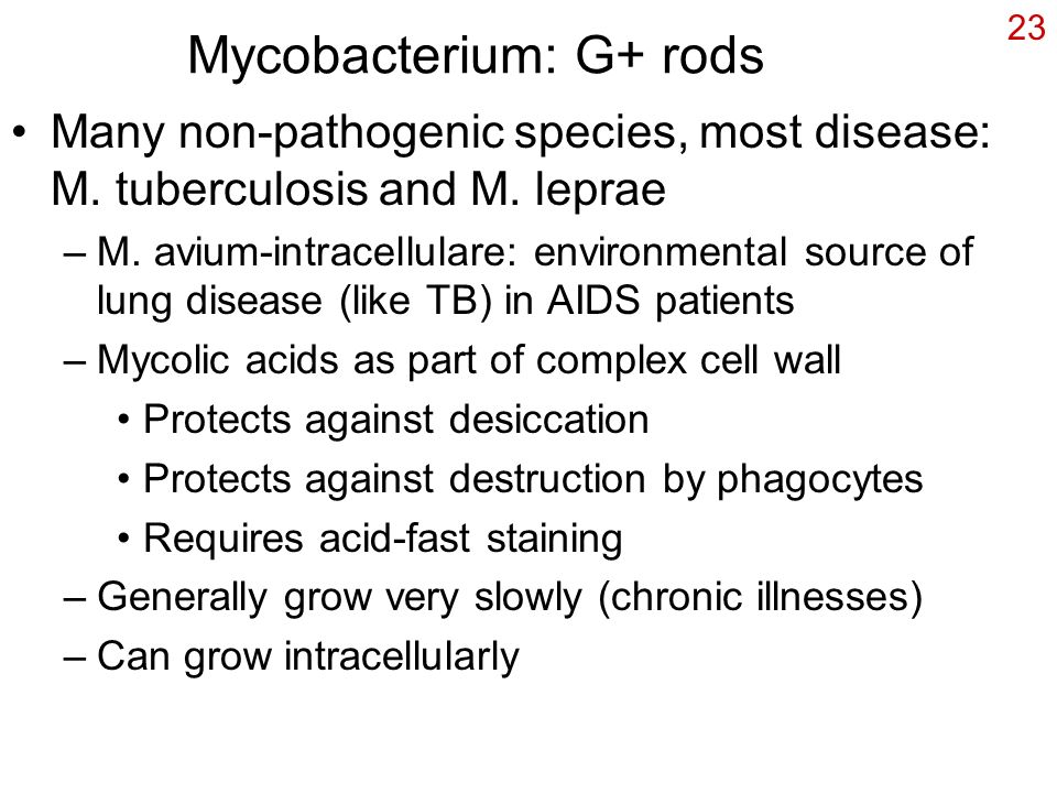23 Mycobacterium: G+ rods Many non-pathogenic species, most disease: M.