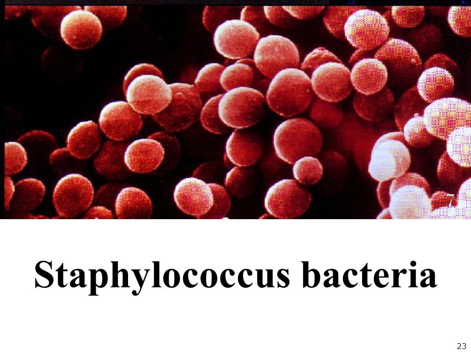 23 Staphylococcus bacteria