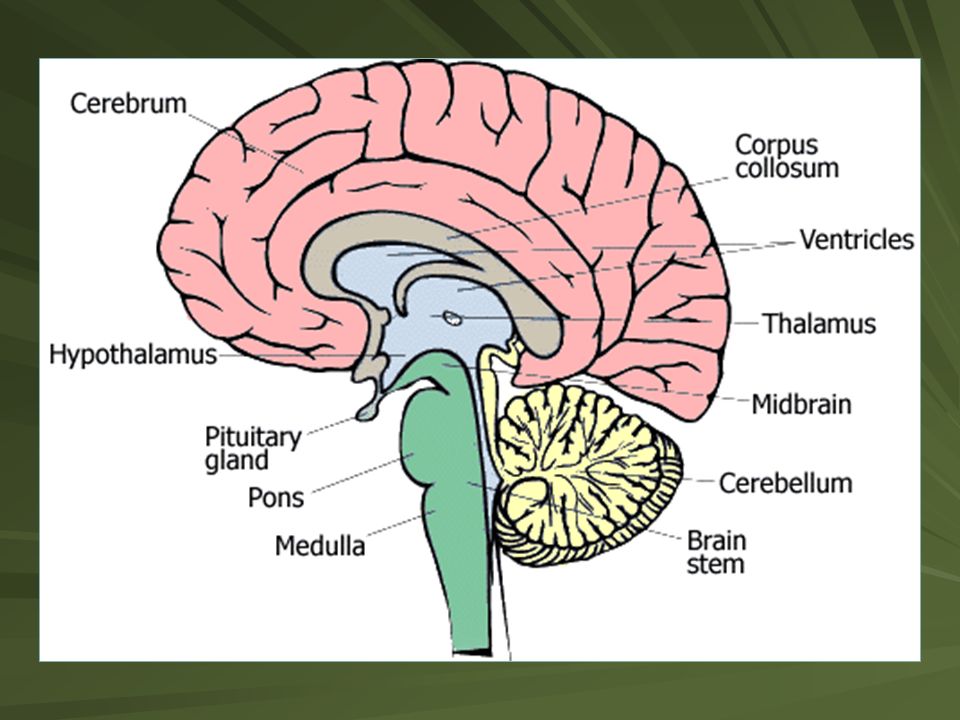 what does the medulla oblongata do in the brain