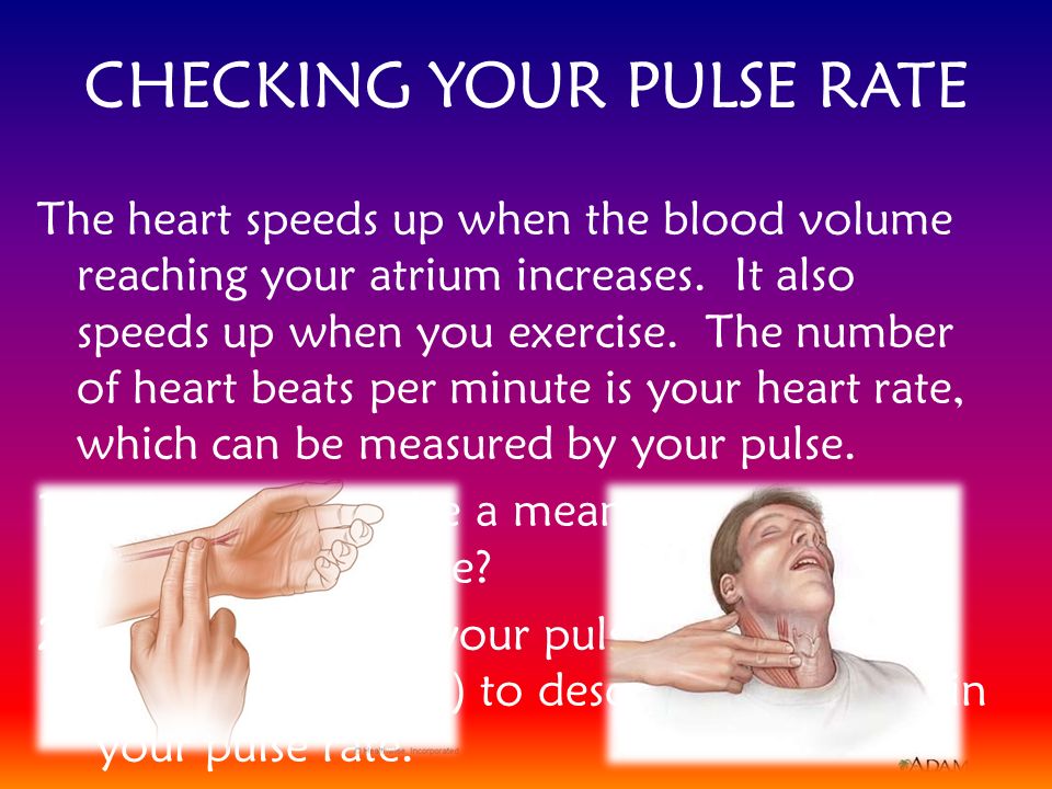 CHECKING YOUR PULSE RATE The heart speeds up when the blood volume reaching your atrium increases.