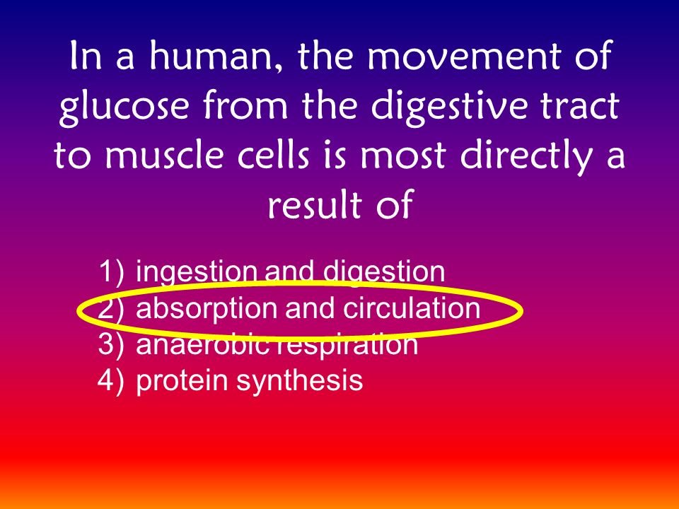 In a human, the movement of glucose from the digestive tract to muscle cells is most directly a result of 1)ingestion and digestion 2)absorption and circulation 3)anaerobic respiration 4)protein synthesis