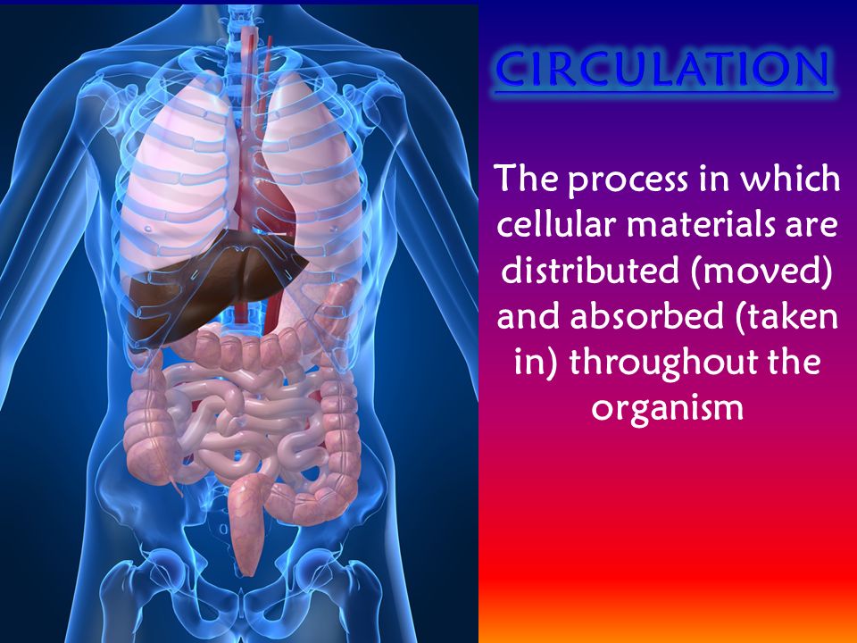 The process in which cellular materials are distributed (moved) and absorbed (taken in) throughout the organism