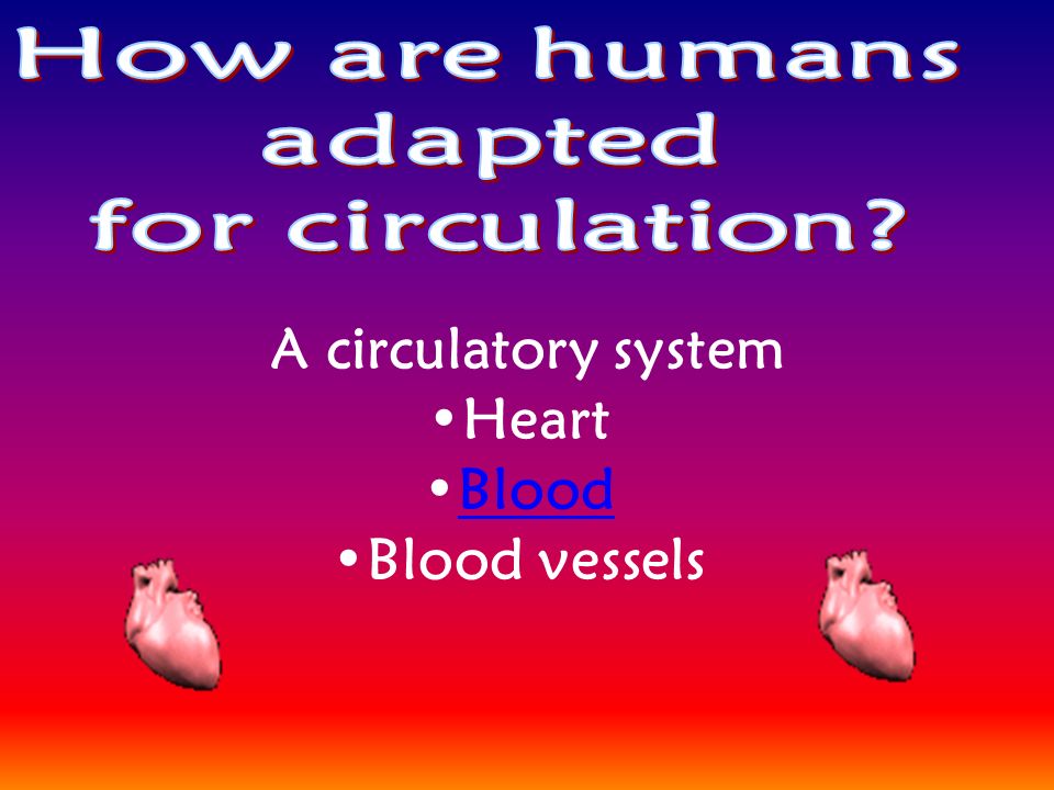 A circulatory system Heart Blood Blood vessels