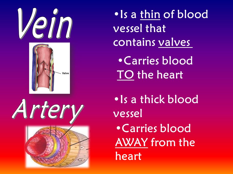 Is a thin of blood vessel that contains valves Carries blood TO the heart Is a thick blood vessel Carries blood AWAY from the heart