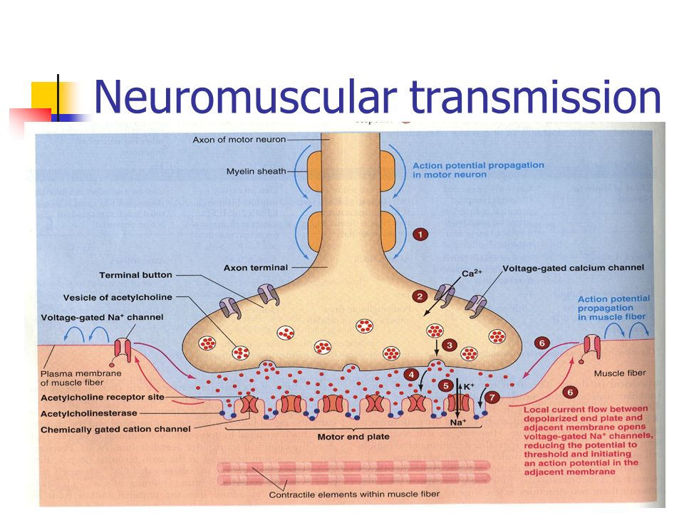 neuromuscular junction motor neuron