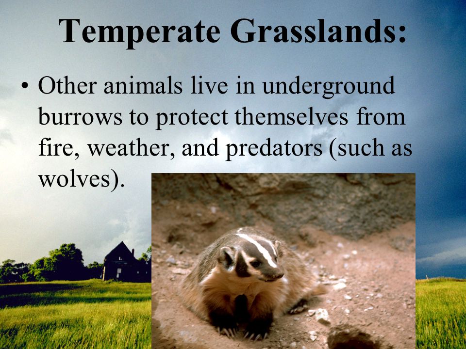 Chapter 4: Kinds of Ecosystems Section : Grasslands, Chaparral, Deserts,  and Tundra. - ppt download