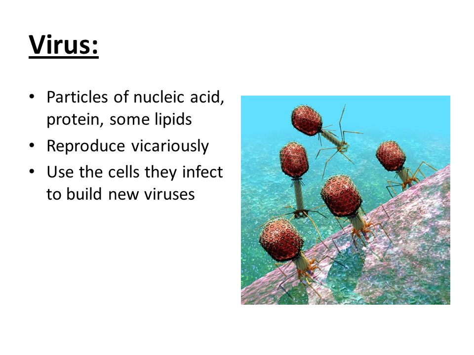Virus: Particles of nucleic acid, protein, some lipids Reproduce vicariously Use the cells they infect to build new viruses