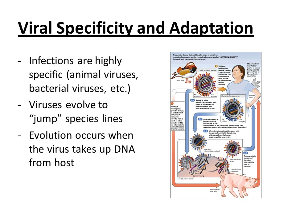 Viral Specificity and Adaptation -Infections are highly specific (animal viruses, bacterial viruses, etc.) -Viruses evolve to jump species lines -Evolution occurs when the virus takes up DNA from host