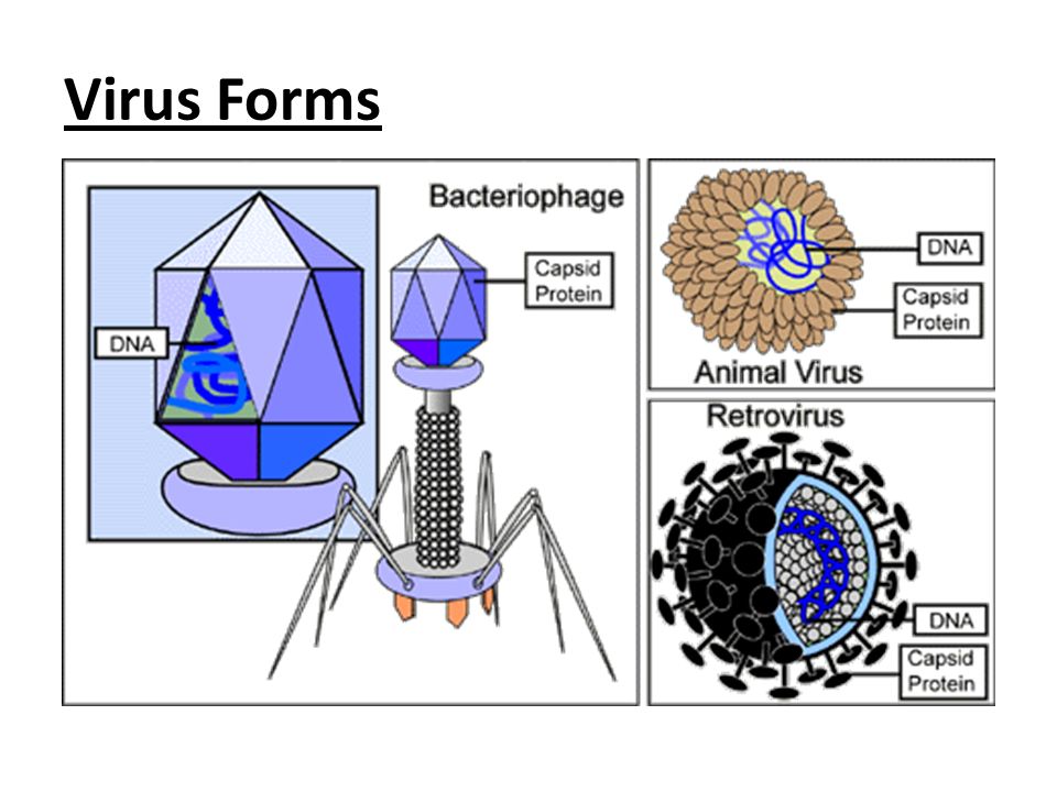 Virus Forms