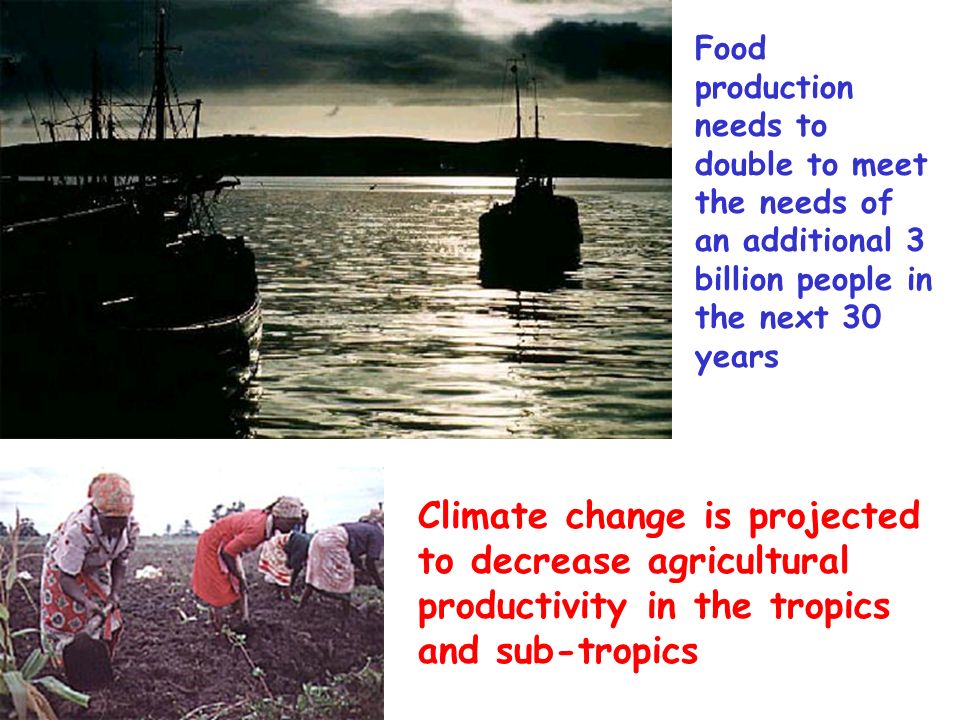 Food production needs to double to meet the needs of an additional 3 billion people in the next 30 years Climate change is projected to decrease agricultural productivity in the tropics and sub-tropics