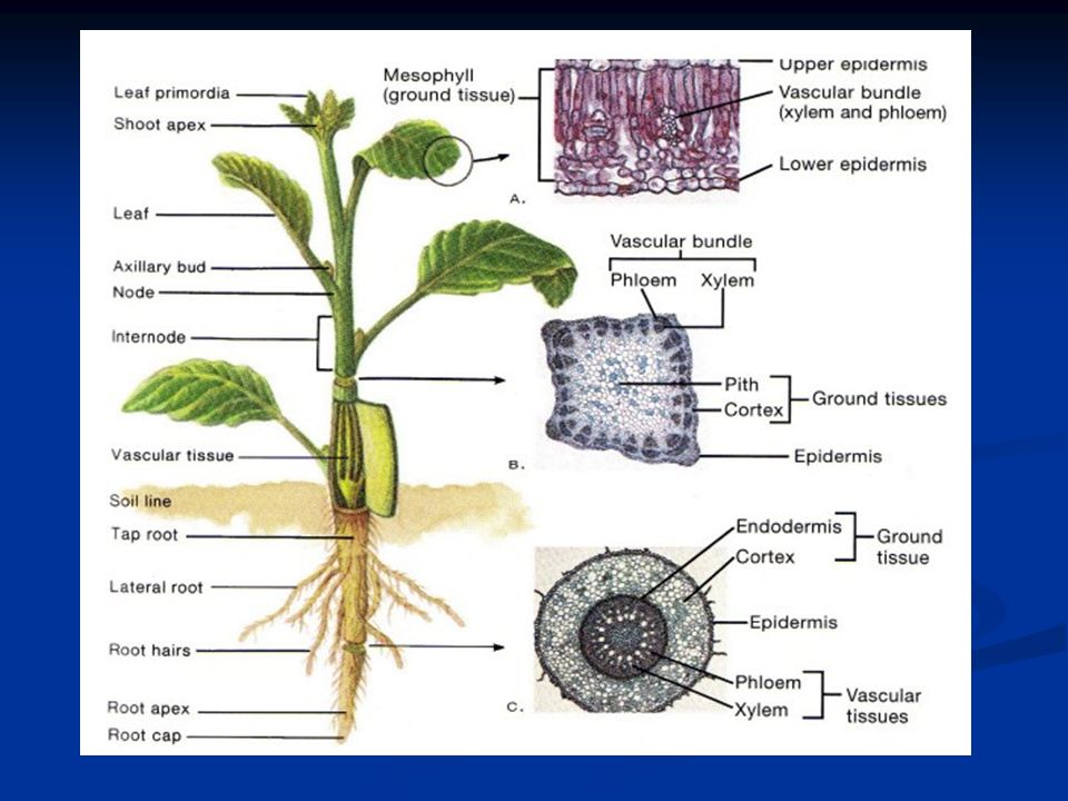 Специализированные органы растений. Органы растений. Ризома ботаника. Растение план органов. Органы растения слои.