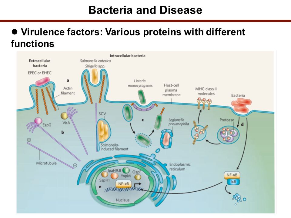 Bacteria nutricion