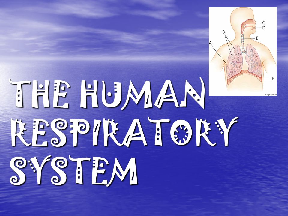 THE HUMAN RESPIRATORY SYSTEM
