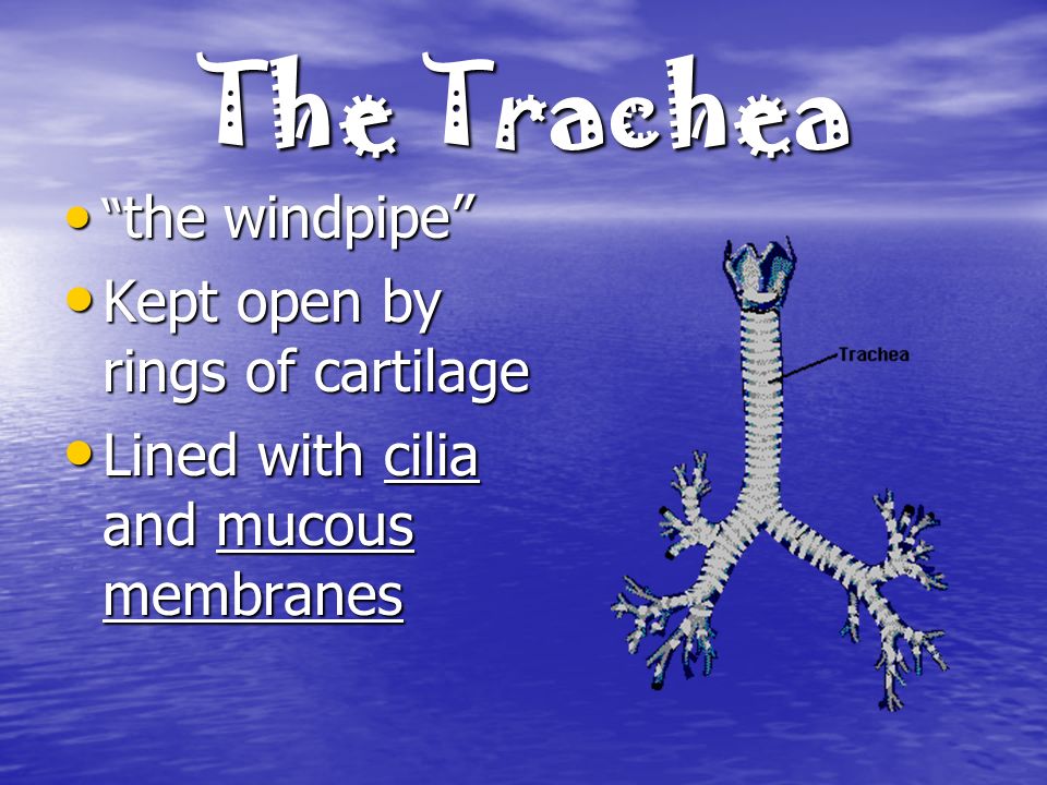 The Trachea the windpipe the windpipe Kept open by rings of cartilage Kept open by rings of cartilage Lined with cilia and mucous membranes Lined with cilia and mucous membranes