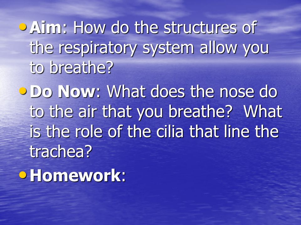 Aim: How do the structures of the respiratory system allow you to breathe.