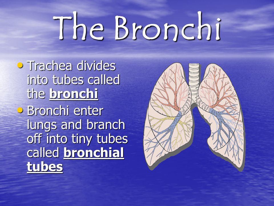 The Bronchi Trachea divides into tubes called the bronchi Trachea divides into tubes called the bronchi Bronchi enter lungs and branch off into tiny tubes called bronchial tubes Bronchi enter lungs and branch off into tiny tubes called bronchial tubes