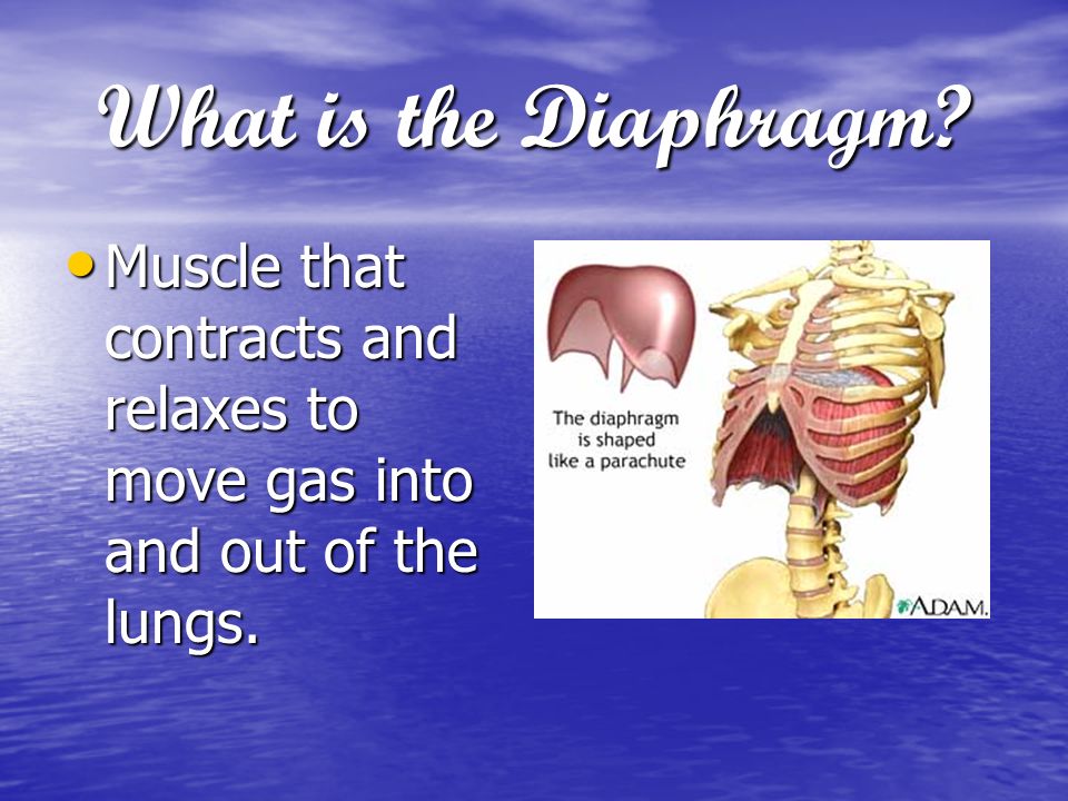 What is the Diaphragm. Muscle that contracts and relaxes to move gas into and out of the lungs.