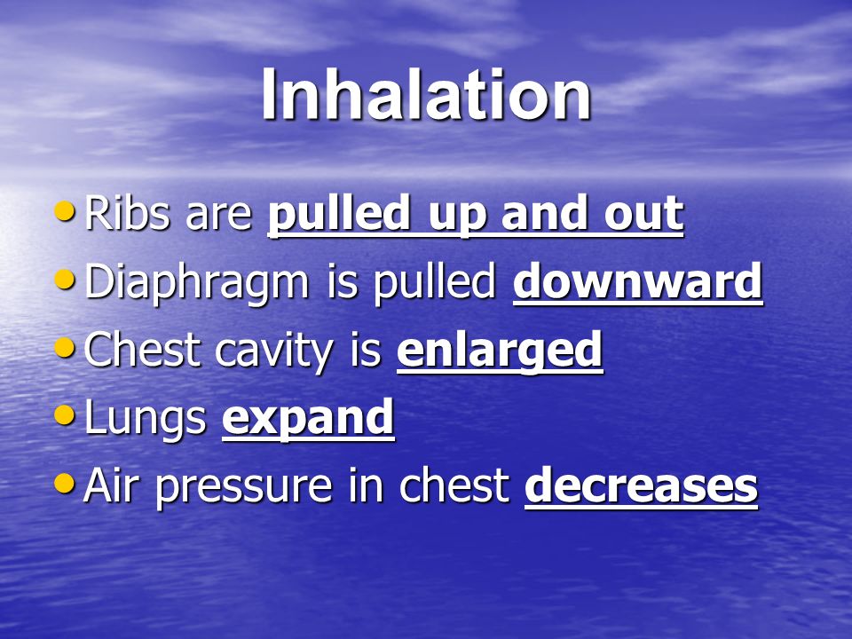 Inhalation Ribs are pulled up and out Ribs are pulled up and out Diaphragm is pulled downward Diaphragm is pulled downward Chest cavity is enlarged Chest cavity is enlarged Lungs expand Lungs expand Air pressure in chest decreases Air pressure in chest decreases