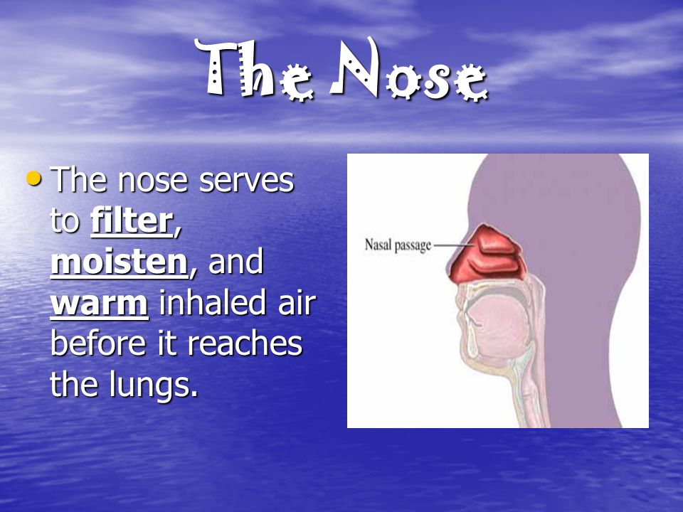 The Nose The nose serves to filter, moisten, and warm inhaled air before it reaches the lungs.